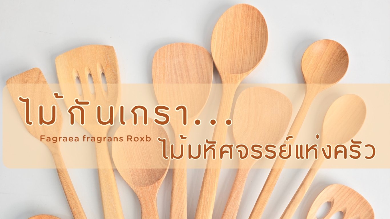 ไม้กันเกรา…ไม้มหัศจรรย์แห่งครัว