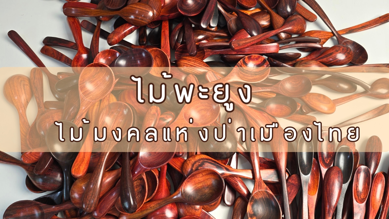 ไม้พะยูง ไม้มงคลแห่งป่าเมืองไทย